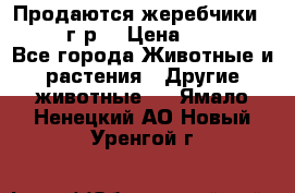 Продаются жеребчики 14,15 16 г.р  › Цена ­ 177 000 - Все города Животные и растения » Другие животные   . Ямало-Ненецкий АО,Новый Уренгой г.